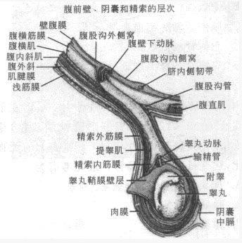 精索内筋膜对应于腹壁的哪一层( )