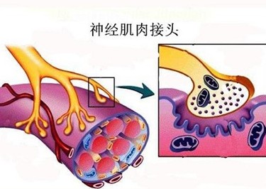 如图所示,下列有关神经肌肉接头,不正确的是 ( )