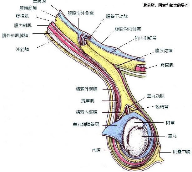 精索内筋膜对应于腹壁的哪一层( )