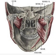 有关翼内肌起点的描述正确的是)