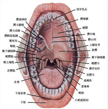 全口义齿基托后缘的解剖标志是()