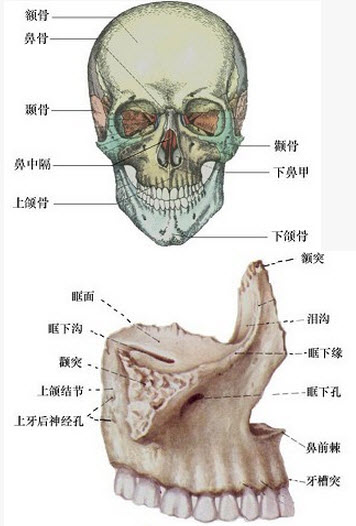 有关上颌骨解剖特点及临床意义的描述,下列哪项是不正确的