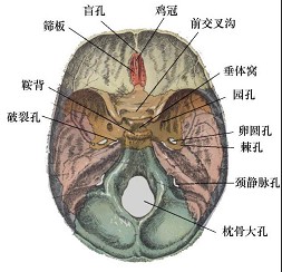 对牙齿起固定作用的主要结构是