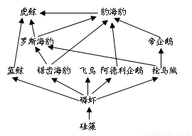 下图为南极某海域的食物链,据图判断正确的是().