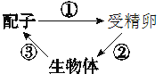 进行有性生殖的高等动物的生殖和发育过程如图所示,图中①②③过程