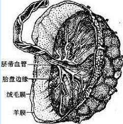 关于胎膜的组成,正确的是()